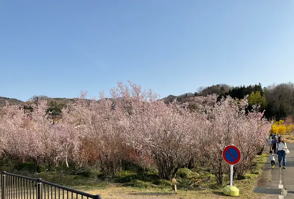 花見山の写真・動画_image_751516
