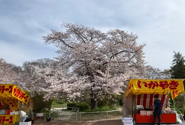 松ヶ岡公園の写真・動画_image_751738