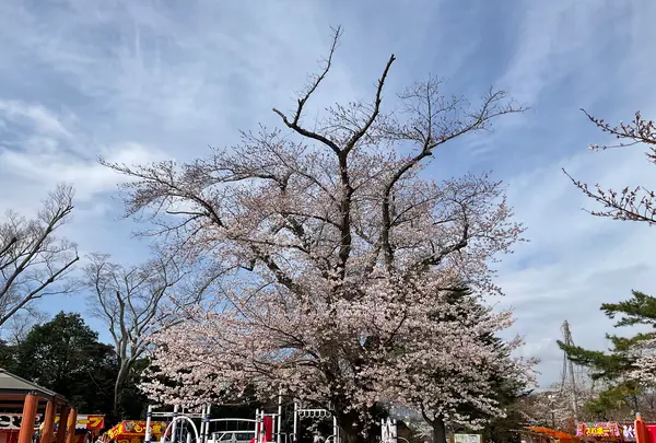 松ヶ岡公園の写真・動画_image_751739