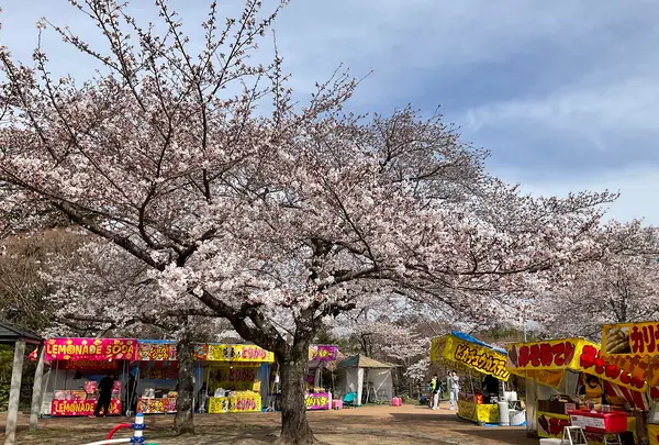 松ヶ岡公園の写真・動画_image_751740