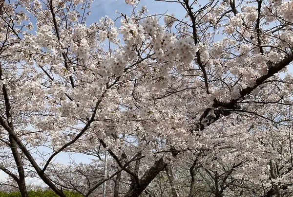 松ヶ岡公園の写真・動画_image_751742