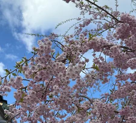 大山阿夫利神社の写真・動画_image_753026
