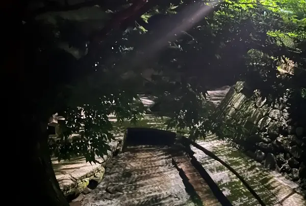 水源けやきの写真・動画_image_764764