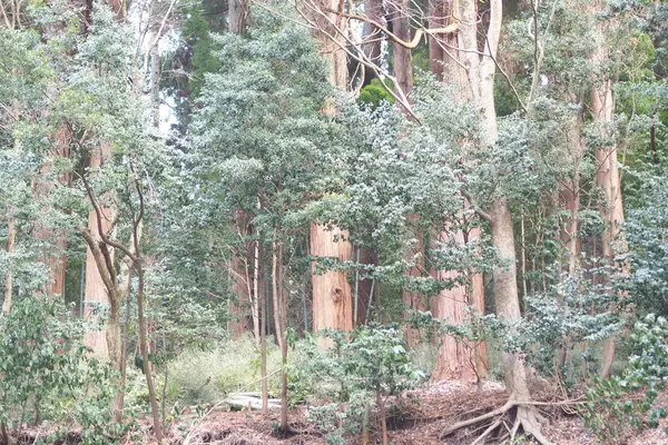 小国両神社の写真・動画_image_764775