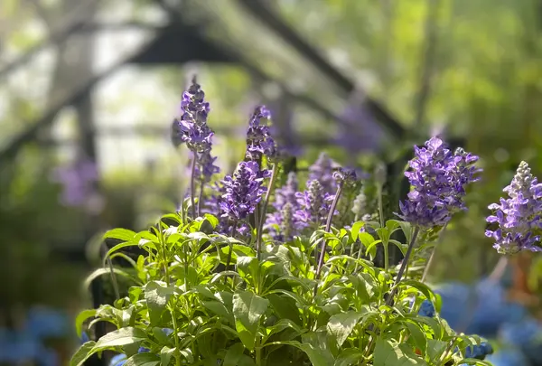 Nicolai Bergmann Hakone Gardensの写真・動画_image_765167
