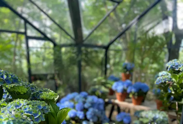 Nicolai Bergmann Hakone Gardensの写真・動画_image_765168
