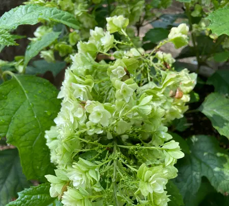 Nicolai Bergmann Hakone Gardensの写真・動画_image_765169