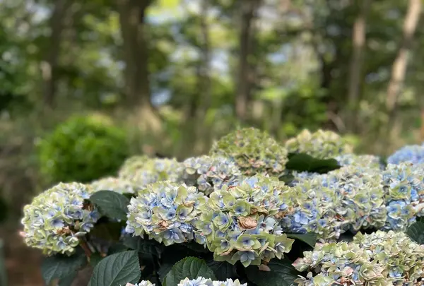 Nicolai Bergmann Hakone Gardensの写真・動画_image_765171