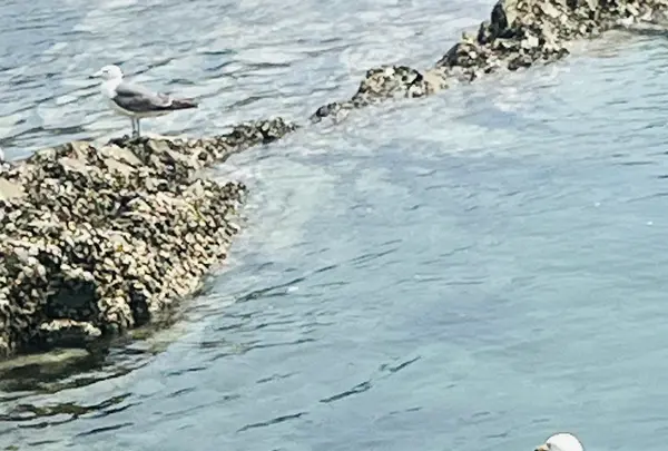 青の洞窟の写真・動画_image_767267