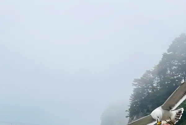 浄土ヶ浜の写真・動画_image_767275