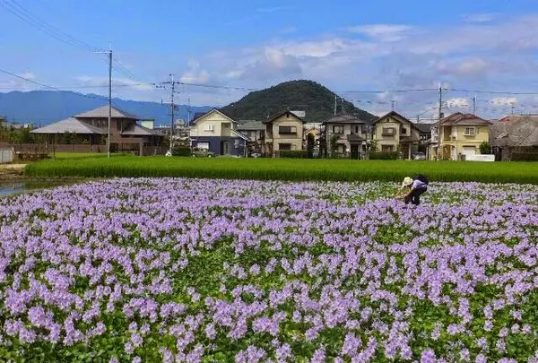 本薬師寺跡のホテイアオイ