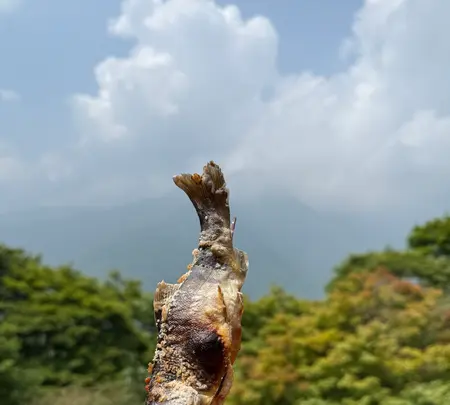 山麓亭三峰お犬茶屋の写真・動画_image_767982