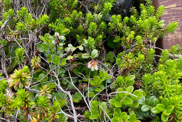 坪庭の写真・動画_image_769287