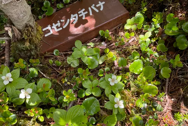 坪庭の写真・動画_image_769288