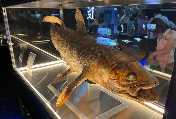 沼津港深海水族館の写真・動画_image_769797