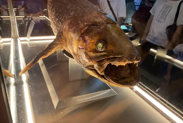 沼津港深海水族館の写真・動画_image_769798