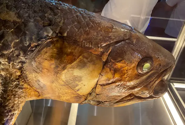 沼津港深海水族館の写真・動画_image_769800