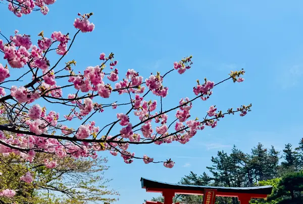 高山稲荷神社の写真・動画_image_771211