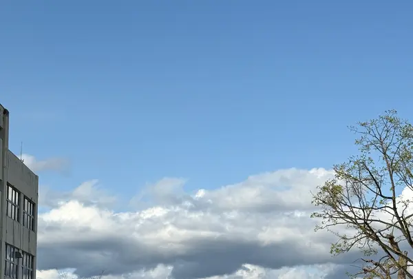 八幡坂の写真・動画_image_771259