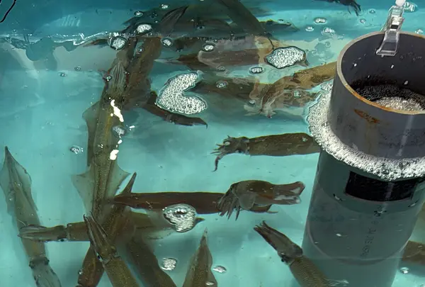 函館朝市の写真・動画_image_771274