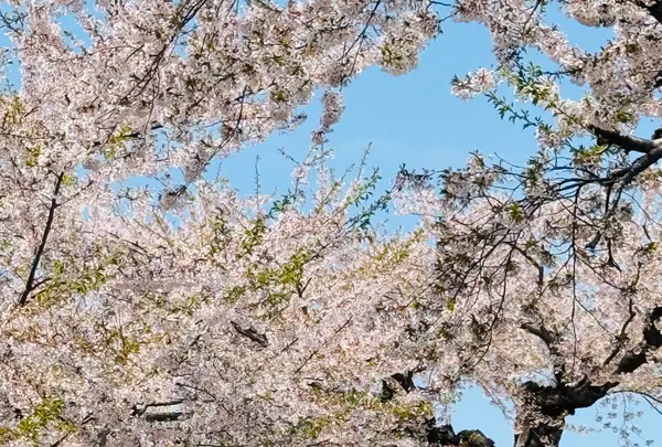 五稜郭公園の写真・動画_image_771277