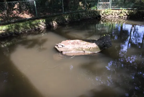亀さん
