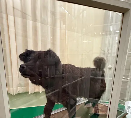 北海道大学植物園の写真・動画_image_775750
