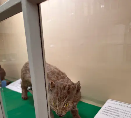 北海道大学植物園の写真・動画_image_775755