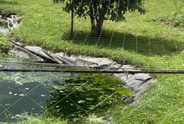 阿寒国際ツルセンター「グルス」の写真・動画_image_775782