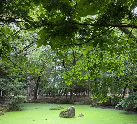 帯廣神社の写真・動画_image_775796