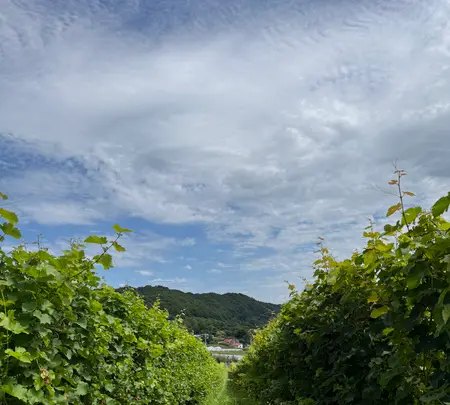 NIKI Hills ワイナリー / ㈱NIKI Hillsファームの写真・動画_image_775827