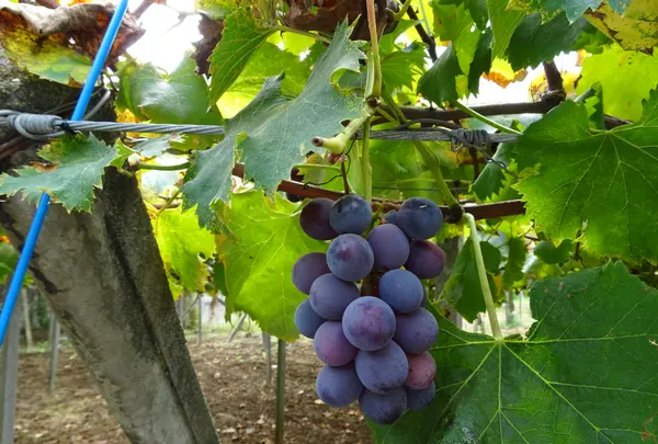 東光寺の写真・動画_image_782444