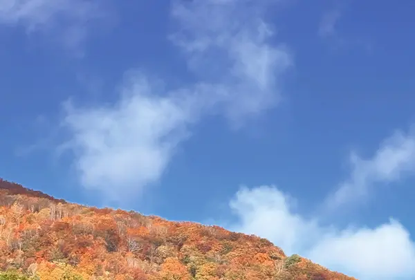 栂池自然園の写真・動画_image_786275