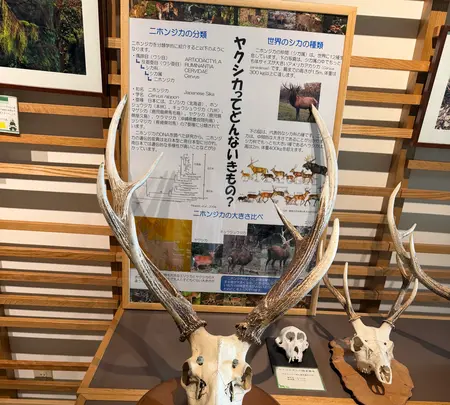 屋久島世界遺産センターの写真・動画_image_786503