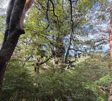 夫婦杉の写真・動画_image_786514