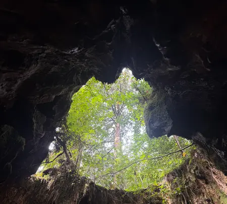 ウィルソン株の写真・動画_image_786516