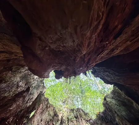 ウィルソン株の写真・動画_image_786518