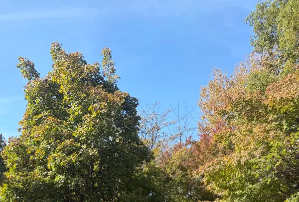 藤田邸跡公園（旧藤田邸庭園）の写真・動画_image_788051