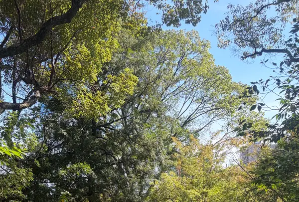 藤田邸跡公園（旧藤田邸庭園）の写真・動画_image_788054