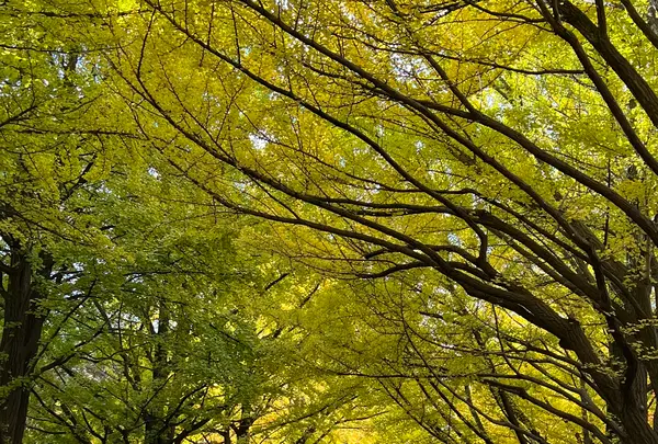 イチョウ並木の写真・動画_image_788370