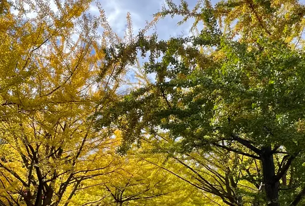 イチョウ並木の写真・動画_image_788371