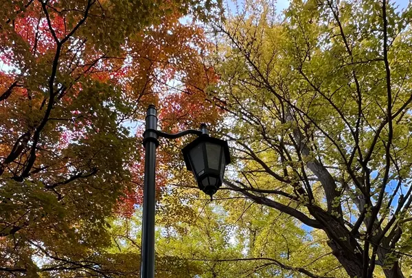 イチョウ並木の写真・動画_image_788372