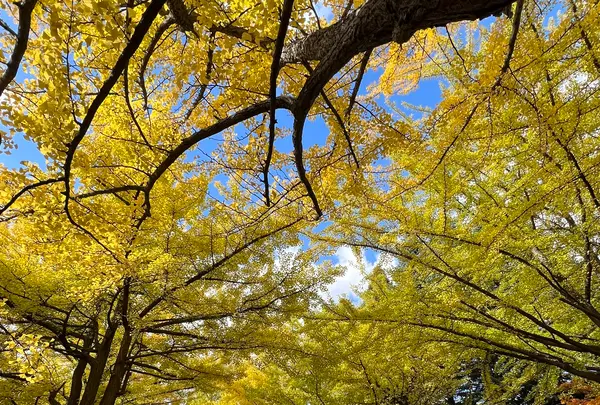 イチョウ並木の写真・動画_image_788373