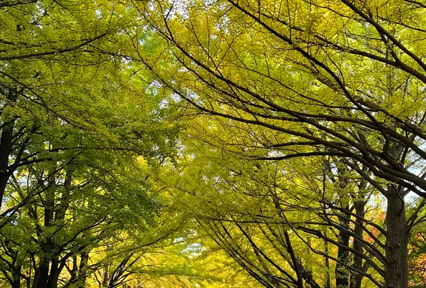 イチョウ並木の写真・動画_image_788374