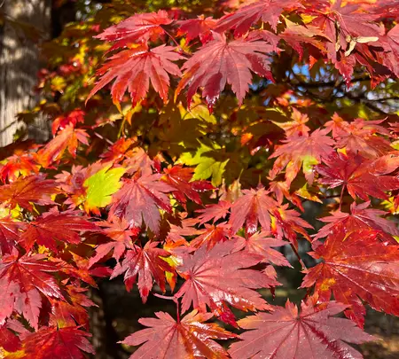 錦山天満宮の写真・動画_image_788381