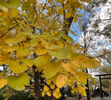 錦山天満宮の写真・動画_image_788382