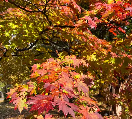 錦山天満宮の写真・動画_image_788383