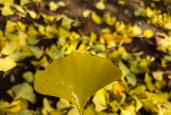 錦山天満宮の写真・動画_image_788388