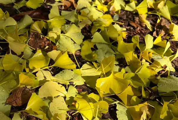 錦山天満宮の写真・動画_image_788389