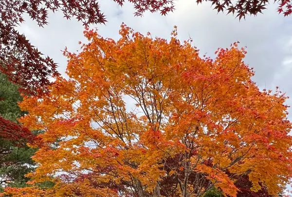 平岡樹芸センター みどりーむの写真・動画_image_788392